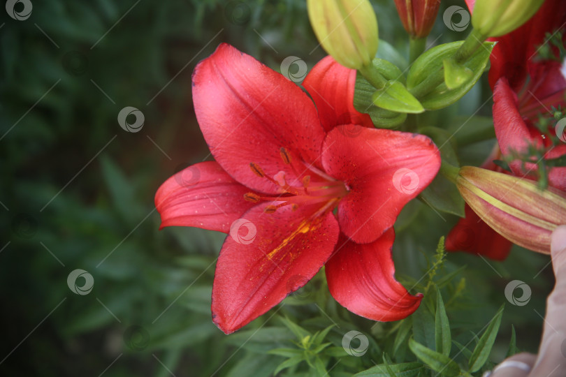 Скачать Цветки бутоны распустившейся лилии фотосток Ozero