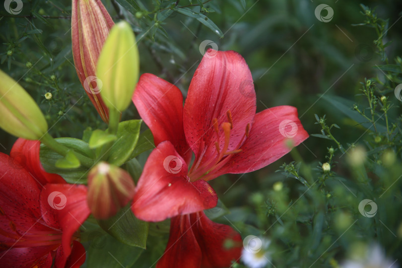 Скачать Цветки лилии красной фотосток Ozero