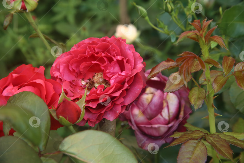 Скачать Красивая красная роза в саду фотосток Ozero