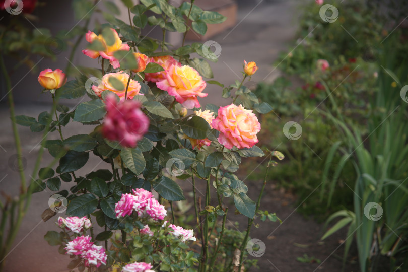 Скачать Розовые красивые розы фотосток Ozero