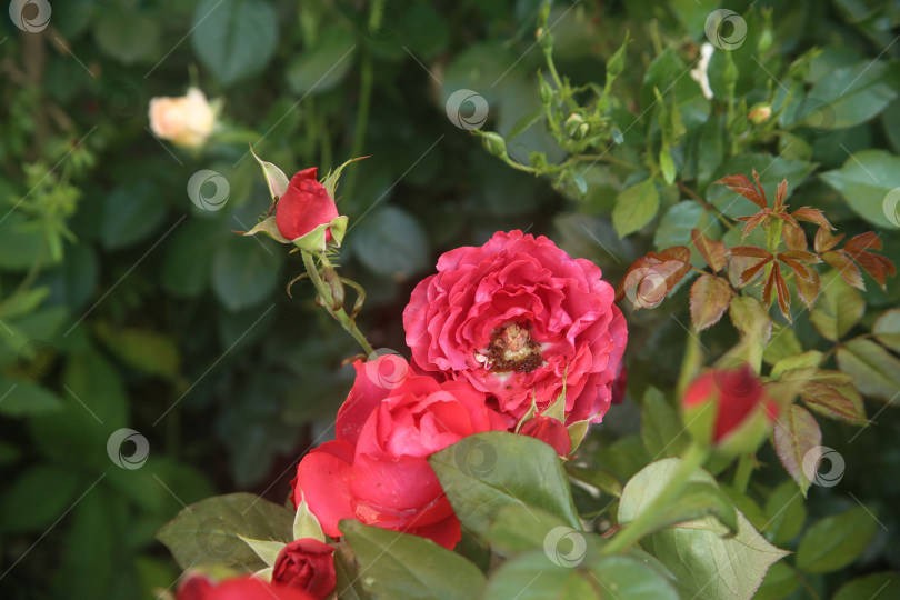 Скачать Красивая красная роза садовая фотосток Ozero