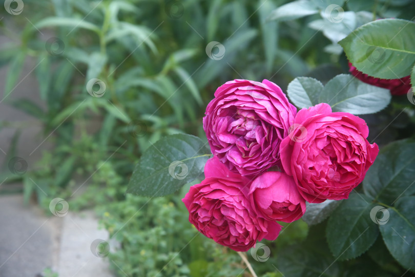 Скачать Розовые розы в саду фотосток Ozero