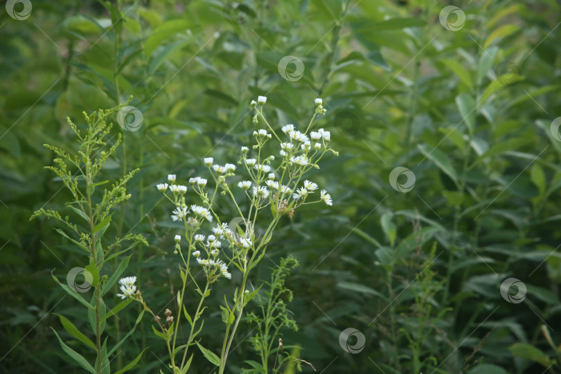 Скачать Белые полевые мелкие цветы фотосток Ozero