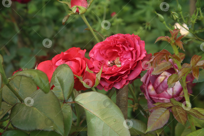 Скачать Красные и розовые розы в саду фотосток Ozero