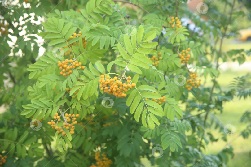 Скачать Куст рябины красной фотосток Ozero