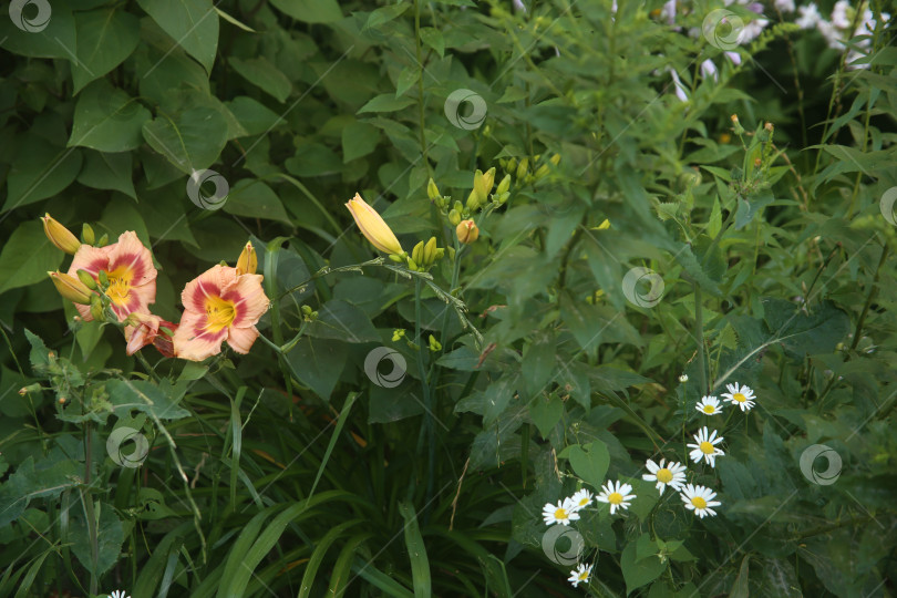 Скачать Цветок красивый лилия фотосток Ozero