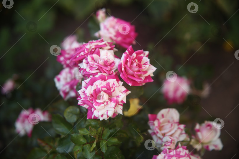Скачать Растения красивые розово-белые розы в саду фотосток Ozero