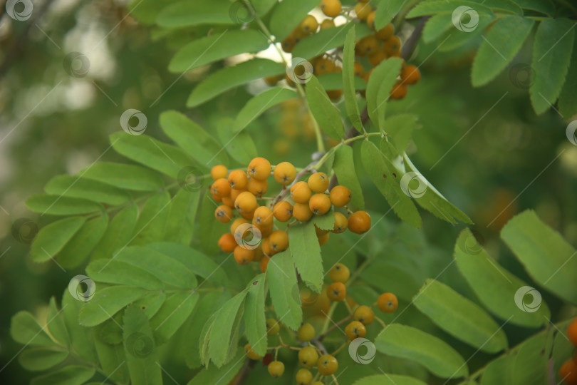 Скачать Куст рябины красной фотосток Ozero