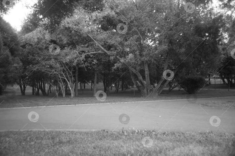 Скачать Пейзаж с деревьями, кустарниками и парком фотосток Ozero