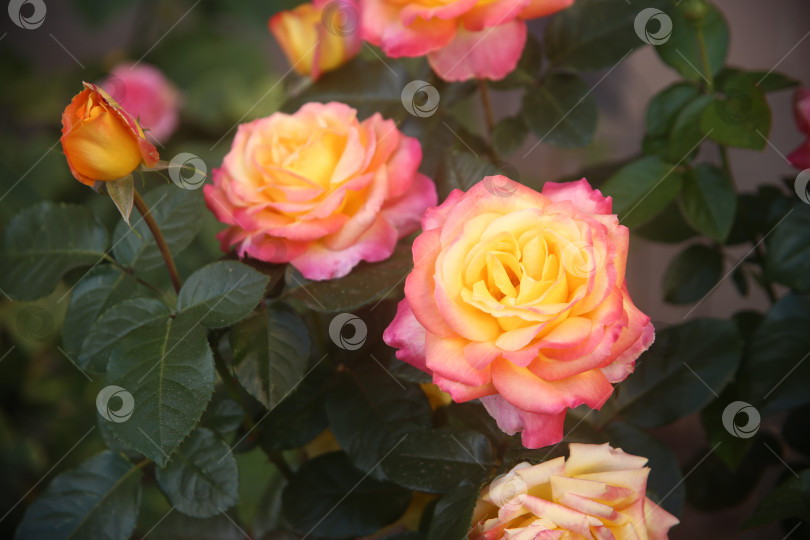 Скачать Роза розовая в саду фотосток Ozero