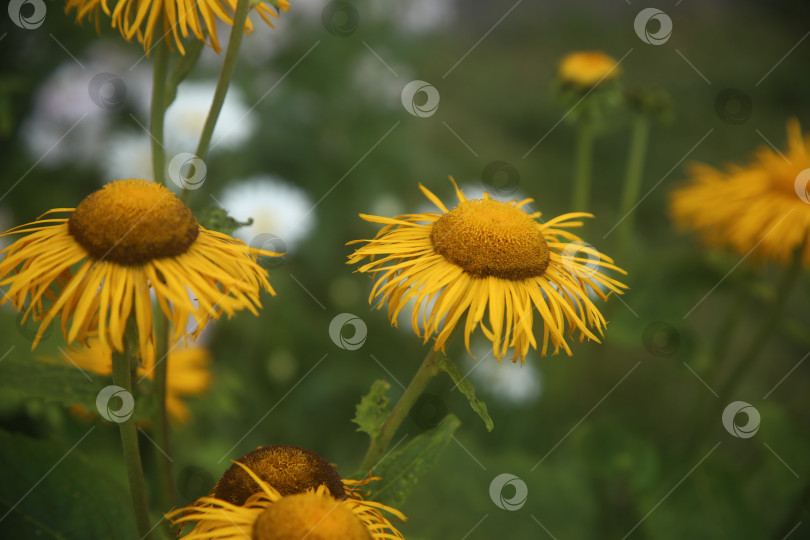 Скачать Цветок девясил прямостоящий фотосток Ozero