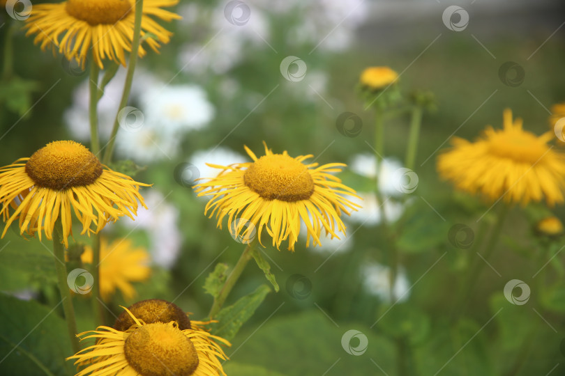 Скачать Цветок девясил прямостоящий фотосток Ozero