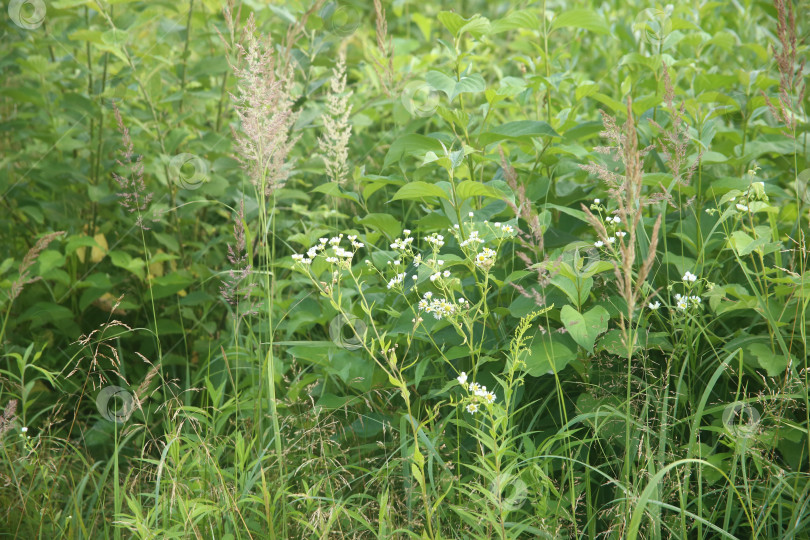 Скачать Нежные цветки белые фотосток Ozero