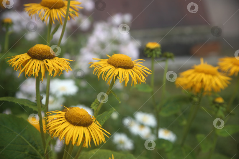 Скачать Цветок девясил обыкновенный фотосток Ozero