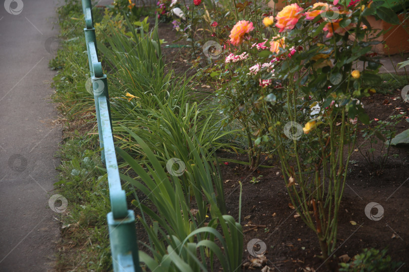 Скачать Нежные цветы и оградка фотосток Ozero