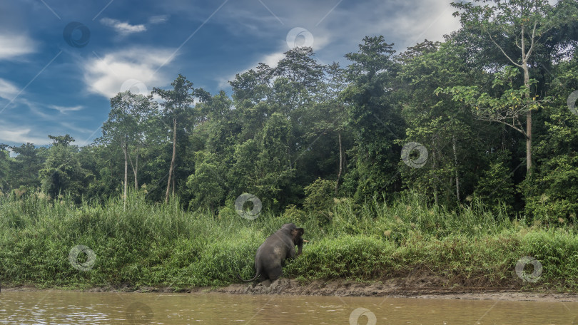 Скачать Карликовый слон пытается выбраться из реки. Животное взбирается на глинистый берег. фотосток Ozero