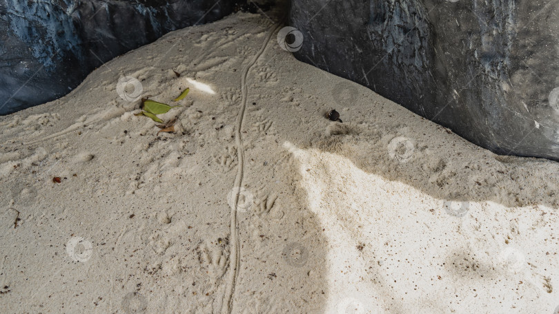 Скачать Отпечатки лап и полоска от хвоста игуаны на песке. фотосток Ozero