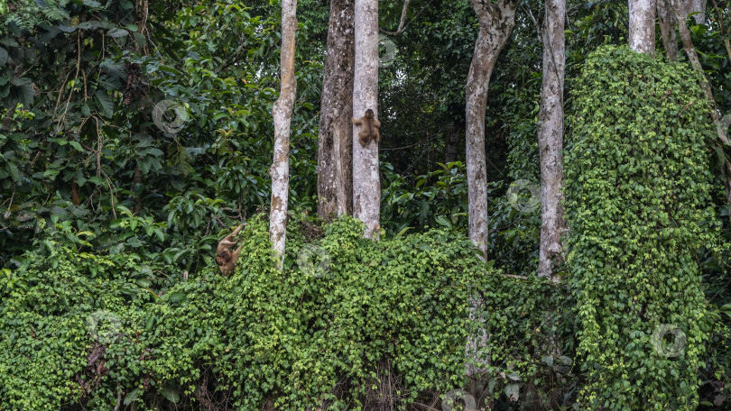 Скачать Дикие обезьяны в тропических джунглях. Макаки сидят на ветвях деревьев фотосток Ozero