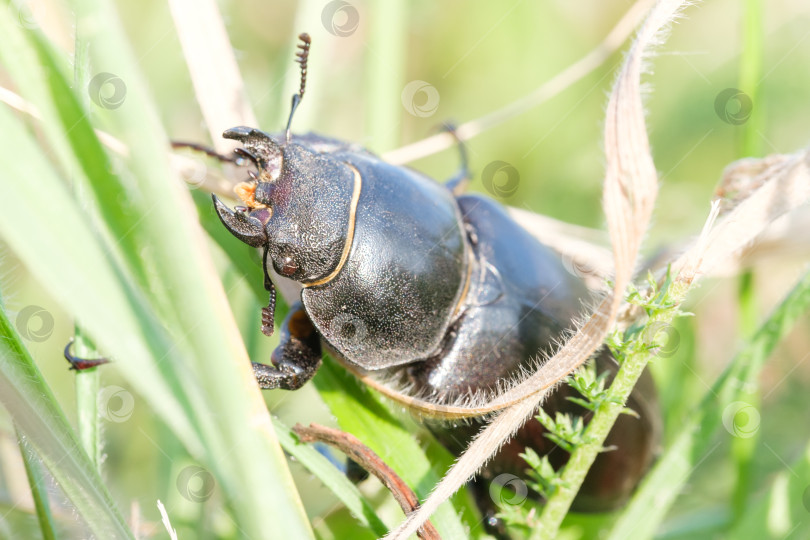 Скачать самка тополиного жука-оленя на траве фотосток Ozero