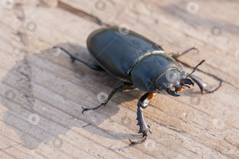 Скачать самка тополиного жука-оленя на доске фотосток Ozero