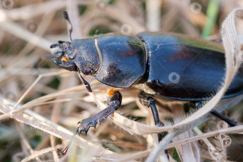 Скачать самка тополиного жука-оленя на траве фотосток Ozero