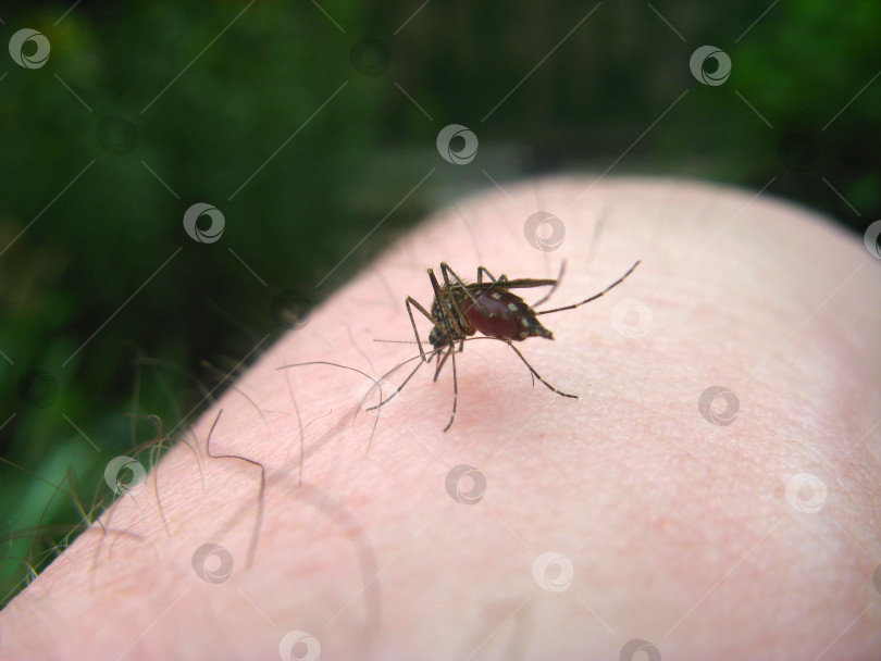 Скачать Вампир фотосток Ozero