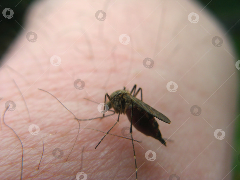 Скачать Вампирша фотосток Ozero