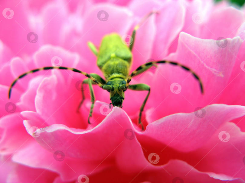 Скачать Жук на розовом фотосток Ozero