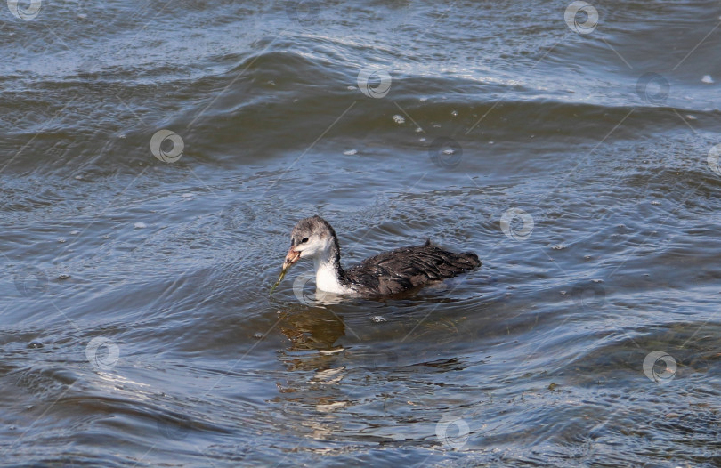 Скачать Плавает утенок белой лысухи, держа в клюве водоросли. Птенец обыкновенной лысухи (Fulica atra) ест водоросли. Кормится молодая австралийская лысуха. фотосток Ozero