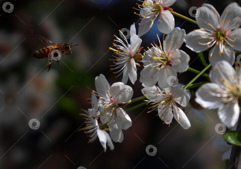 Скачать Макрос с изображением летящей пчелы, опыляющей белые цветущие цветы вишни. Пчела (Apis Mellifera) ищет нектар на цветущем фруктовом дереве. Крупный план, детали, размытый фон в стиле боке с пространством для копирования. Мягкий селективный фокус. фотосток Ozero