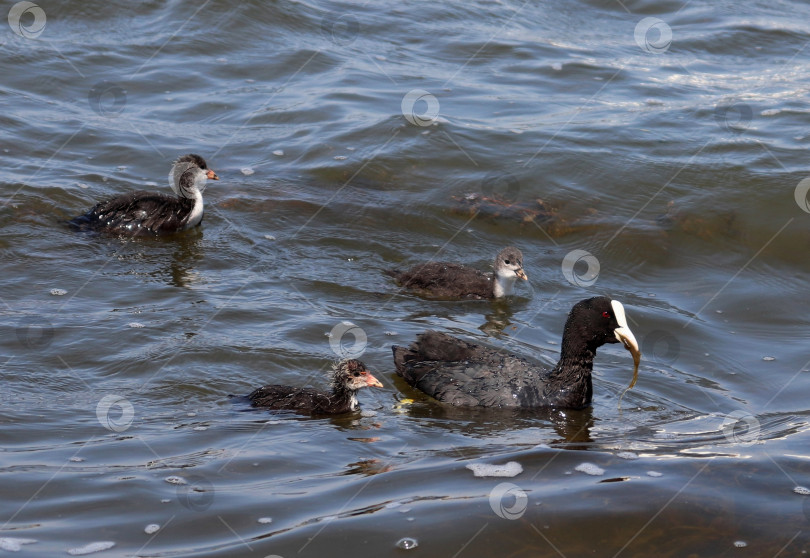 Скачать Взрослая лысуха (Fulica atra) со своими утятами плавает и ест. Семья лысух кормится. Обыкновенная лысуха держит водоросли в клюве вместе со своими птенцами. фотосток Ozero
