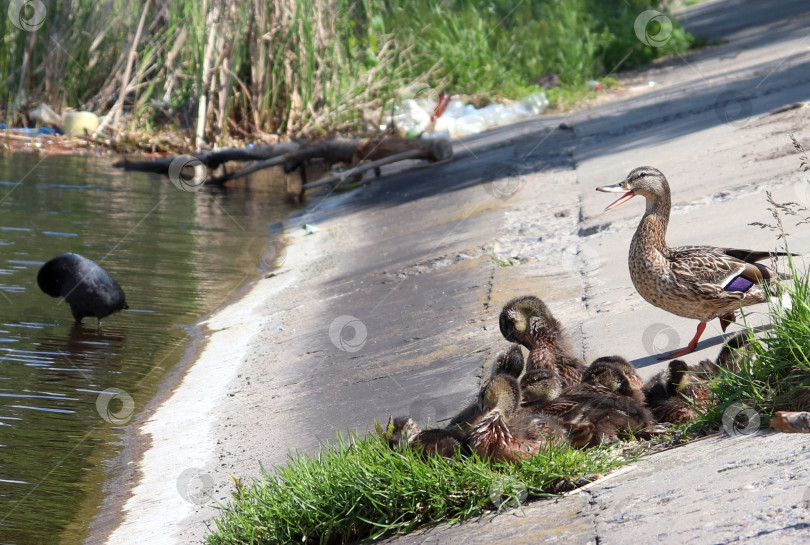 Скачать Самка дикой утки (Anas platyrhynchos) и утята отдыхают на набережной реки. Кряква-мать, ее детеныши резвятся на берегу. Семейство водоплавающих птиц. Выводок водоплавающих птиц. фотосток Ozero