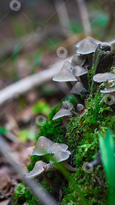 Скачать Лесной пейзаж с грибами мицена фотосток Ozero
