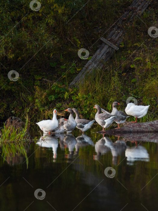 Скачать Гуси отдыхают на берегу реки фотосток Ozero