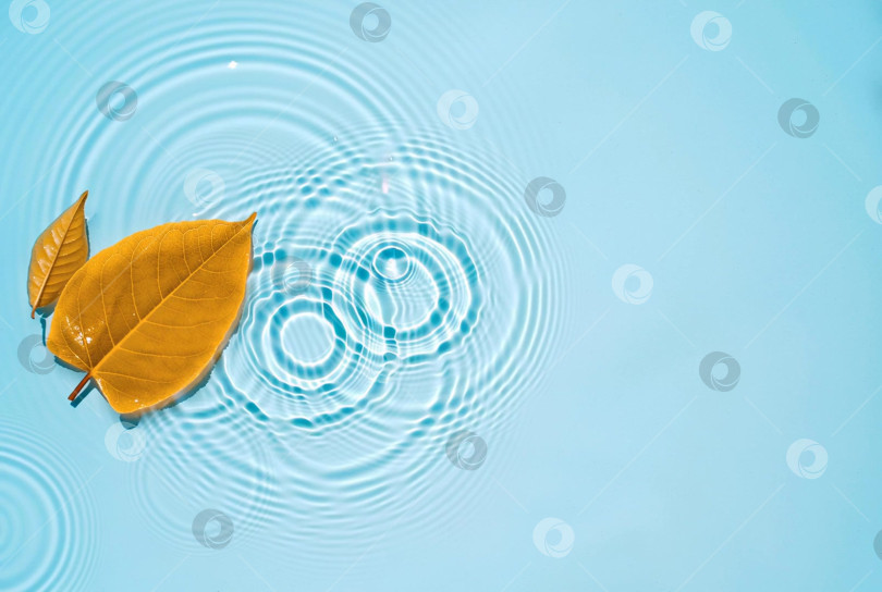 Скачать Фоновое видео осенние листья на воде, падающие капли, круги ряби, бесшовная петля фотосток Ozero