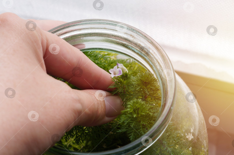 Скачать В женской популяции рукокрылых водоросли Лимнофила сидячецветковая (Limnophila sessiliflora) фотосток Ozero