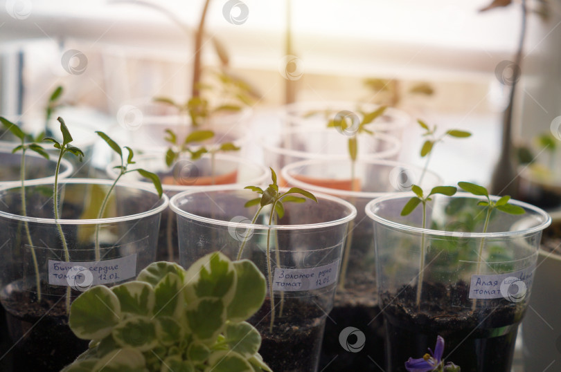 Скачать Рассада томатов растет в подписанных стаканчиках дома в окружении других комнатных растений фотосток Ozero