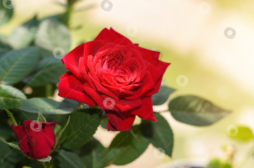Скачать Цветущая алая комнатная роза фотосток Ozero