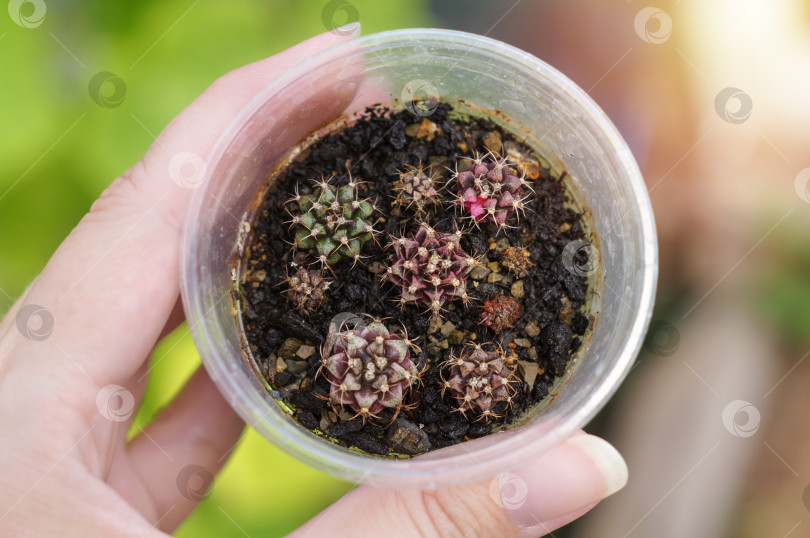 Скачать Расс разноцветный кактусов Гимнокалициум Gymnocalycium Variegata в женской руке фотосток Ozero