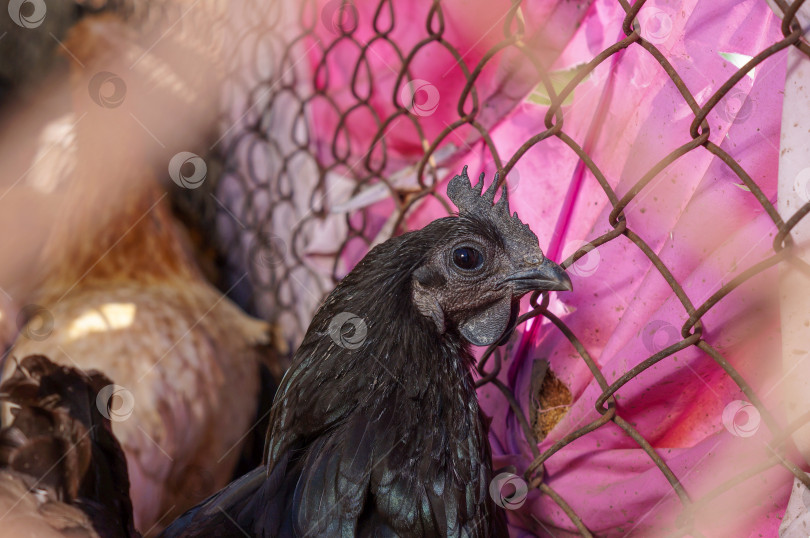 Скачать Необычная черная курица породы Ухейилюй фотосток Ozero