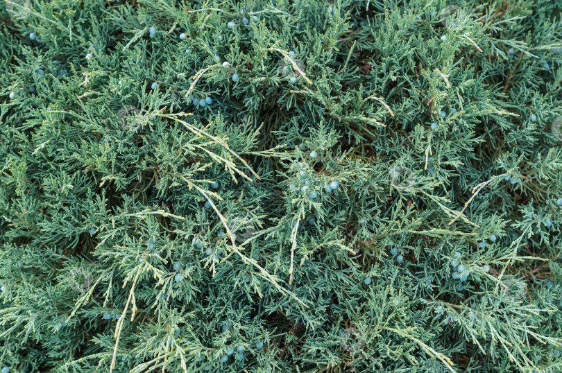 Скачать Из-за сильного ветра и воды можжевельника казахстанского (Juniperus sabina) фотосток Ozero