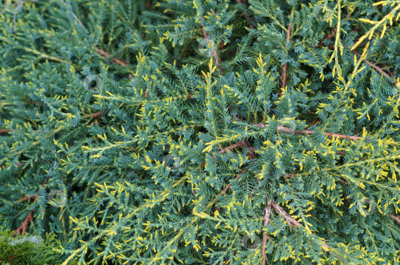 Скачать Фон из пушистых зеленых веток с желтым акцентом можжевельника голд фотосток Ozero
