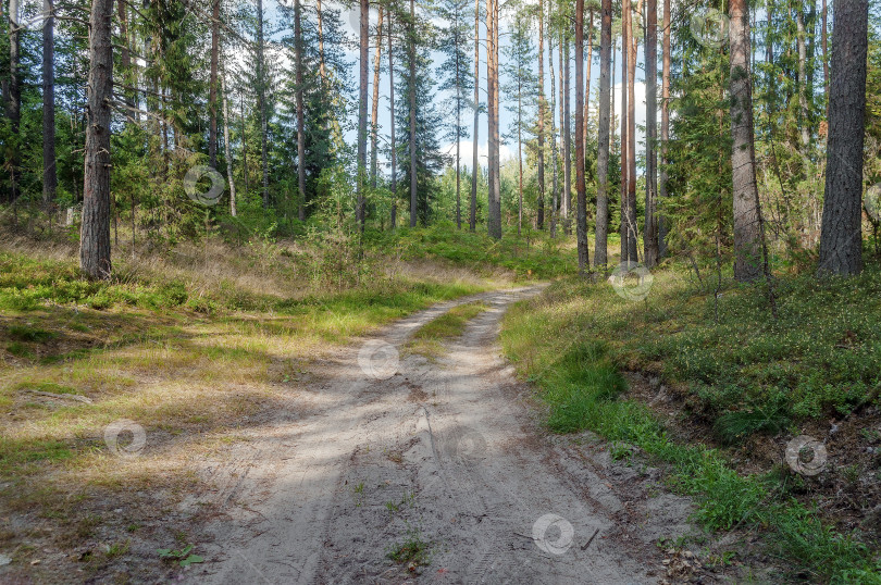 Скачать Дорога в летнем лесу. фотосток Ozero