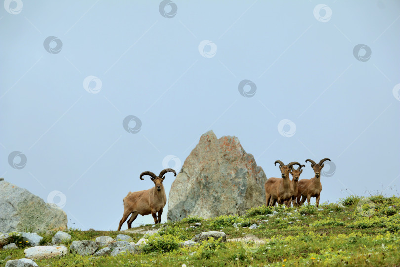 Скачать Семейство диких кавказских туров в горах. Безенги фотосток Ozero