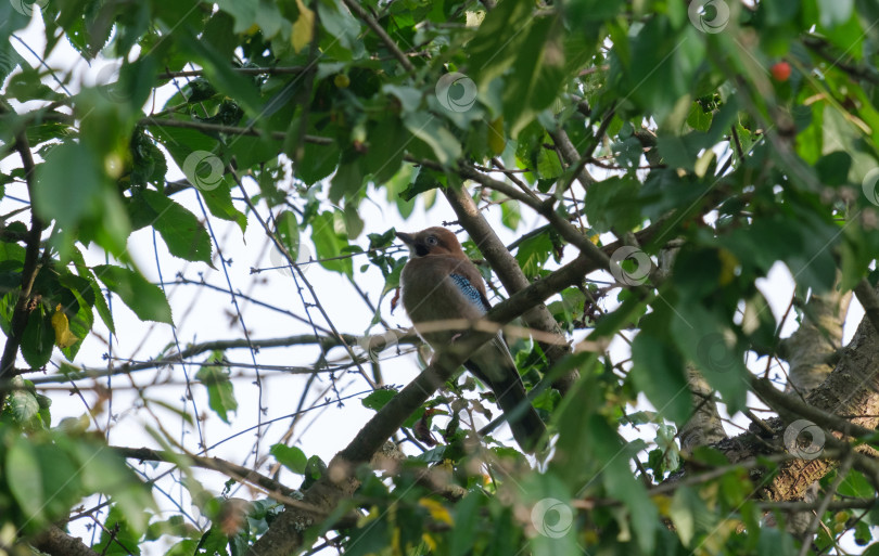 Скачать птица сойка на ветке вишневого дерева фотосток Ozero