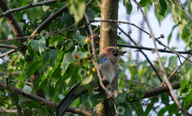 Скачать птица сойка на ветке вишневого дерева фотосток Ozero