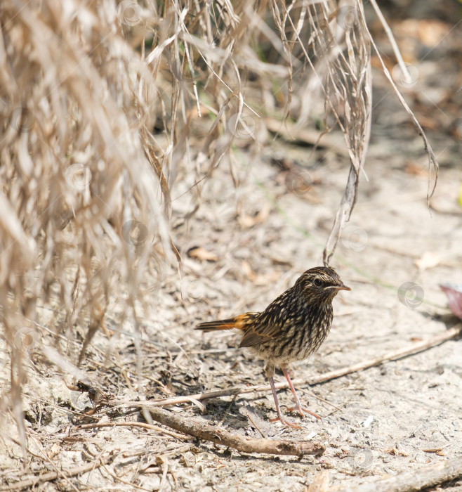 Скачать молодой птенец синеглазой птицы фотосток Ozero