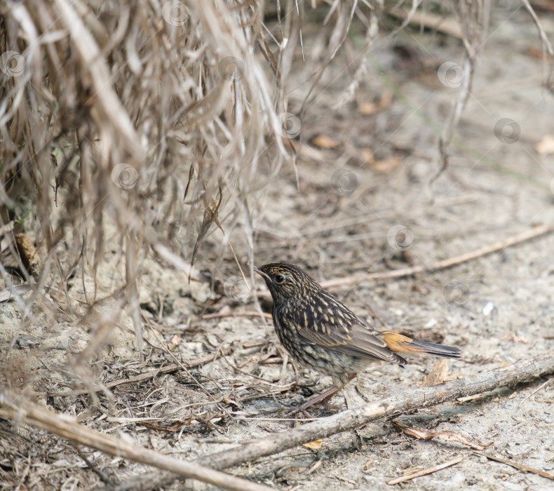 Скачать молодой птенец синеглазой птицы фотосток Ozero