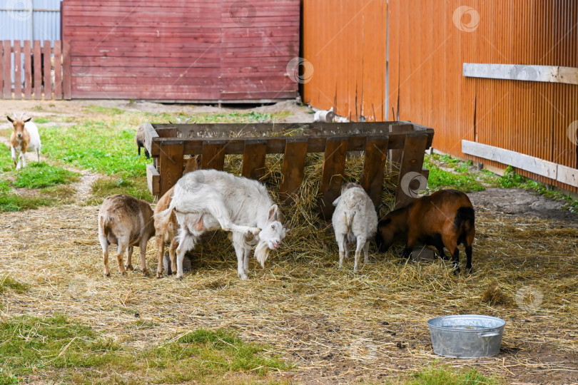 Скачать Домашние козы едят сено из деревянной кормушки возле сарая на сельской ферме. Мирная сельская сцена с животными в естественной среде обитания. фотосток Ozero