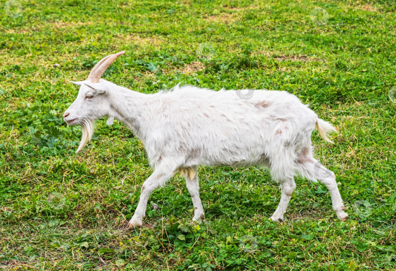 Скачать Белая домашняя коза, прогуливающаяся по зеленой траве на сельском пастбище летним днем, вид сбоку на сельскохозяйственное животное с длинной бородой и изогнутыми рогами. фотосток Ozero